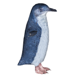 Blue Penguin (Samuel)