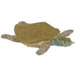 Chinese Softshell Turtle (Tyranachu)