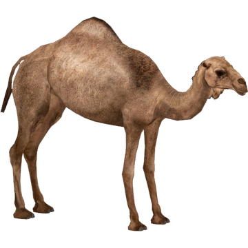 Dromedary Camel (Blue Fang) | ZT2 Download Library Wiki | Fandom