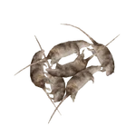 Rat Food (Ulquiorra)