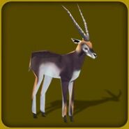 Blackbuck