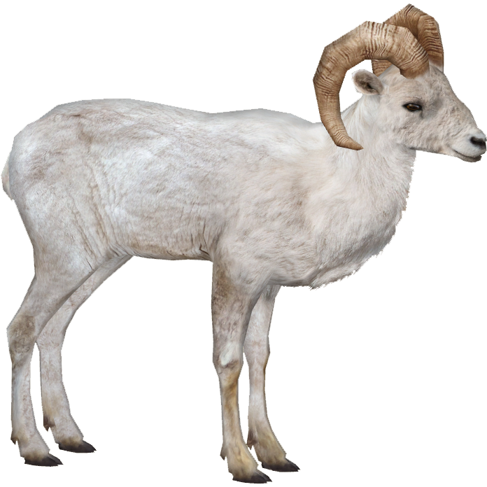 Dall Sheep (MiBound) | ZT2 Download Library Wiki | Fandom