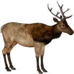 Eastern Elk (Dedennedillo)