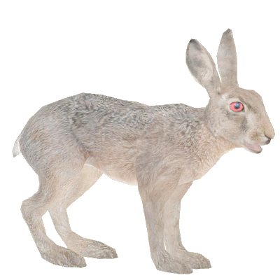 hare Names of the Hare