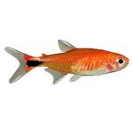 Ruby Tetra (PaJaS30)