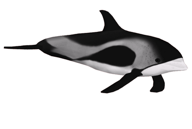Dusky Dolphin (Jannick) | ZT2 Download Library Wiki | Fandom