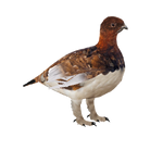 Willow Ptarmigan (Caviar)