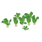 Pistia (German 13) (106 KB) Pistia (German 13)