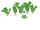 Pistia (German 13)