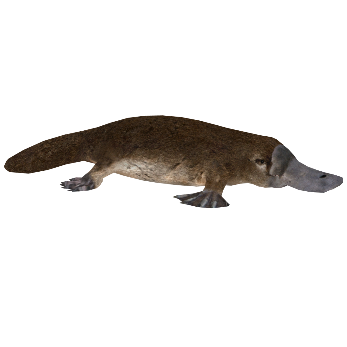 zoo tycoon 2 platypus