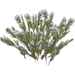 Northern Labrador Tea (Iben)