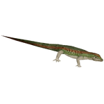 Petrolacosaurus (Bunyupy)