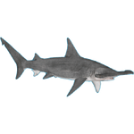 Great Hammerhead Shark (JimmyzHoopz)