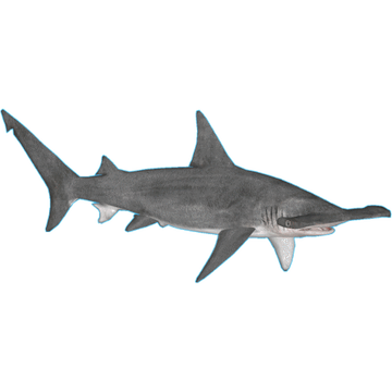 Hammer Head Shark 廃盤2枚 Hammer Head Shark 廃盤2枚 Hammerhead Shark – RoboCow Creations