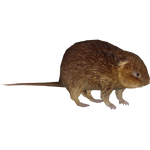 European Water Vole (Ulquiorra)