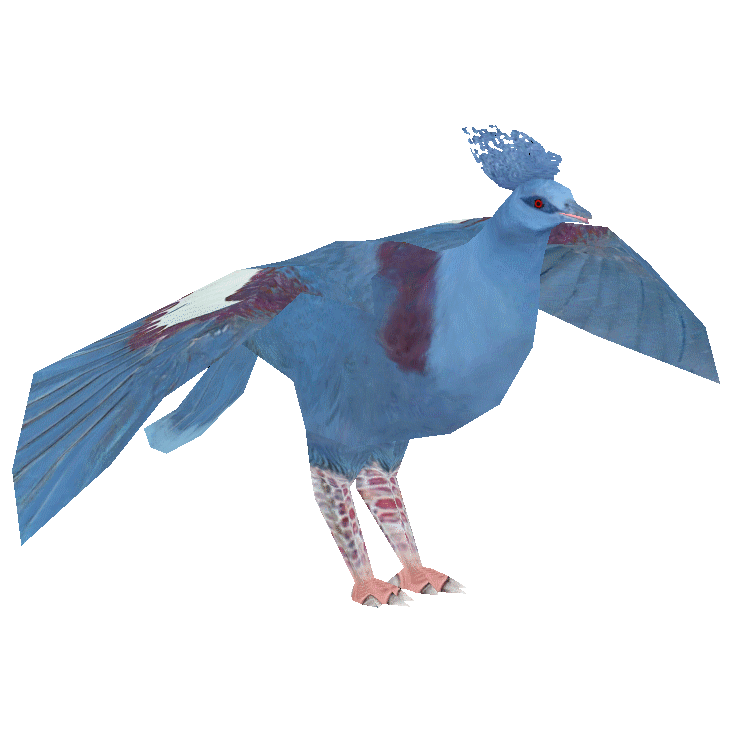 版画　鳥　とり2　コーロー Western Crowned Pigeon (Holden) | ZT2 Download Library Wiki