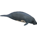 Amazonian Manatee (Titan)