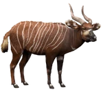 Western Bongo (Aurora Designs) (143 KB) Western Bongo (Aurora Designs)