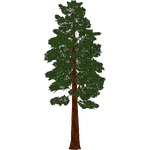 Giant Sequoia (Paleop)