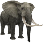 African Bush Elephant (Aurora Designs) (46 KB) African Bush Elephant (Aurora Designs)