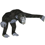 Bonobo (Penguinman & Samemo)