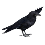 Carrion Crow (Ulquiorra)