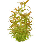 Diodia kuntzei (PaJaS30) (652 KB) Diodia kuntzei (PaJaS30)