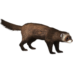 European Polecat (Ulquiorra)