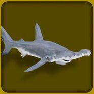 Great Hammerhead Shark
