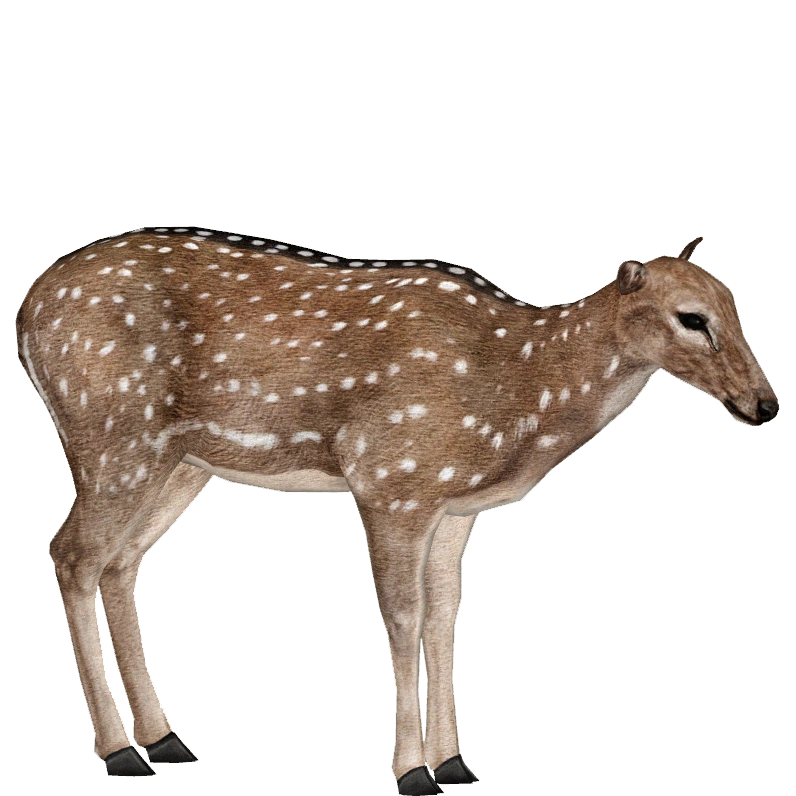 GOATBED DEER FRENDS & SARAH BREAD 配布CD HMK643 Girl Young Reindeer Box Frame