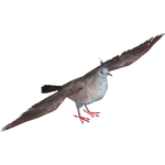 Crested Pigeon (Samuel)
