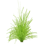 Cyperus helferi (PaJaS30) (401 KB) Cyperus helferi (PaJaS30)