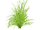 Cyperus helferi (PaJaS30)