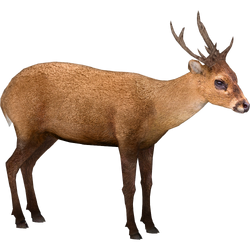 Category:Old World Deer | ZT2 Download Library Wiki | Fandom