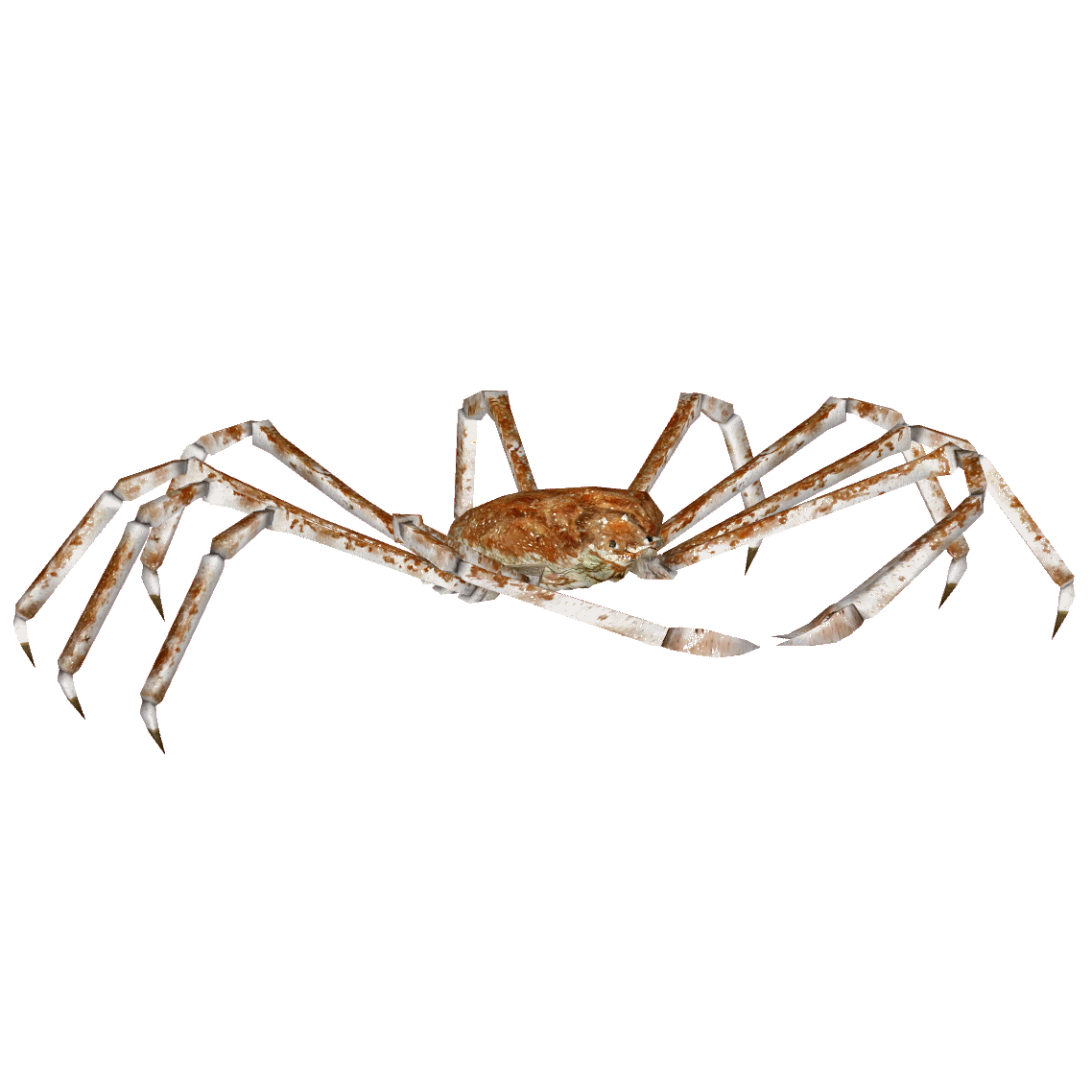 Japanese Spider Crab Hendrix Zt2 Download Library Wiki Fandom