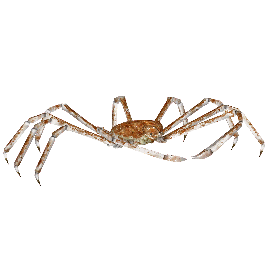 Japanese Spider Crab Hendrix Zt2 Download Library Wiki Fandom Japanese Spider Crab Hendrix Zt2 Download Library Wiki Fandom