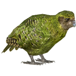 Kakapo (Jannick)