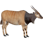 Giant Eland (Dedennedillo)