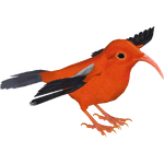 'I'iwi (Whalebite)