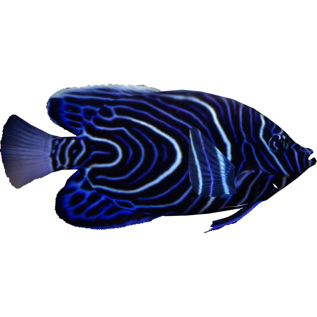 Category:Marine Angelfish | ZT2 Download Library Wiki | Fandom Category:Marine Angelfish | ZT2 Download Library Wiki | Fandom