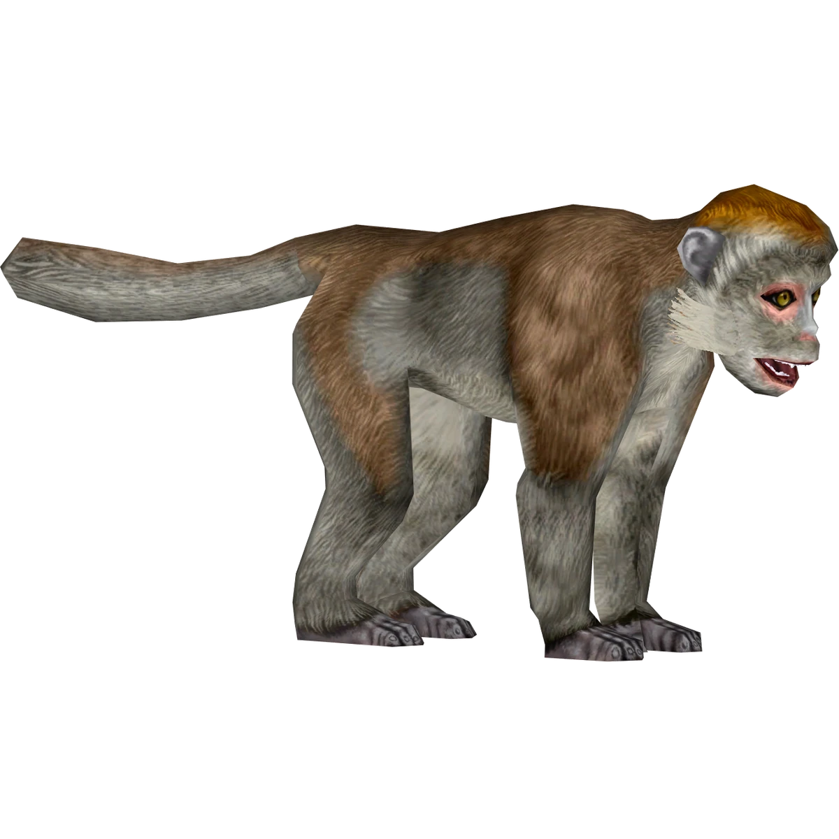 Crabeating Macaque (Mjmannella) ZT2 Download Library Wiki Fandom