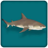 Bull Shark (OO)