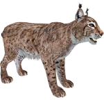 Eurasian Lynx (ZTABC Team)