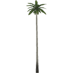 Wax Palm (Maks)