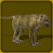 Olive Baboon