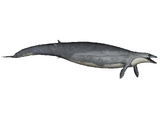 Basilosaurus (Royboy407)