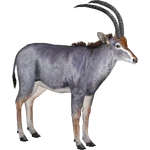 Bluebuck (Lights) (716 KB) Bluebuck (Lights)