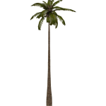 Coastal Palms (Zerosvalmont)