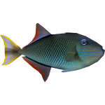 Crosshatch Triggerfish (Whalebite)