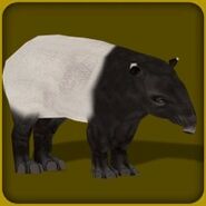 Malayan Tapir